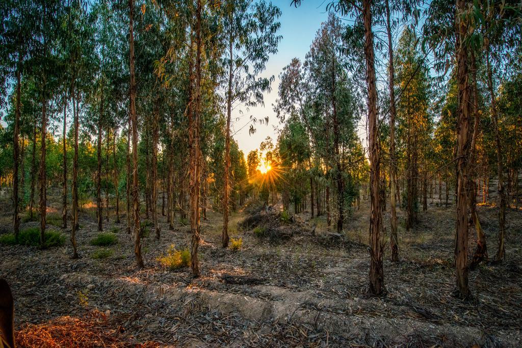 Quinta Da Eira Velha Pensionat Aldeia do Mato  Exteriör bild